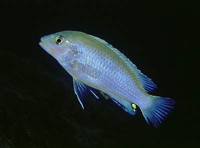 Labidochromis pallidus 'Nakantenga Island'